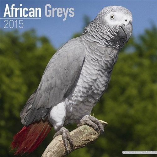 NEW 2015 African Greys Wall Calendar by Avonside- Free Priority Shipping!