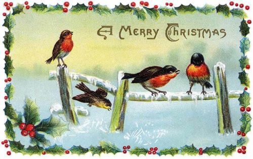 30 Personalized Return Address Labels Christmas Birds Buy 3 get 1 free (zz14)