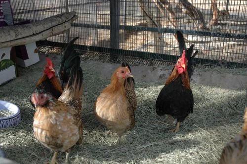 5+ American Serama bantam chicken Eggs QUALITY proven fertility