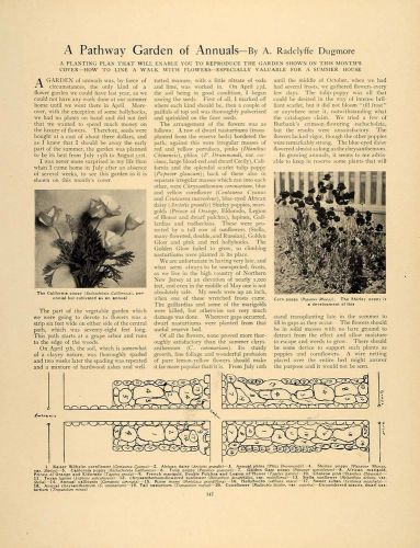 1907 article pathway garden annuals r. dugmore poppy - original gm1 for sale