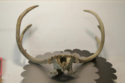 Lot: 2 white tail deer antlers - 1 skull cap(9 pt) - 1 mounted (5 pt) - nice! for sale