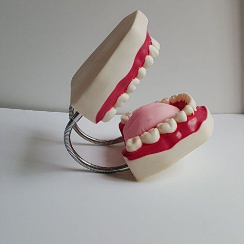 Smkf large anatomical teeth models - dentist teaching oral hygiene model 8.66... for sale