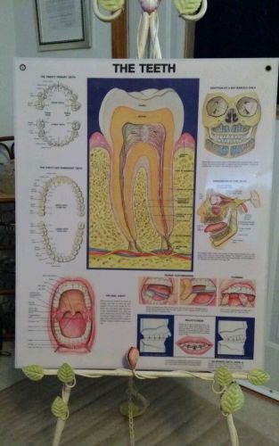 The Teeth VTG Heavy Laminated  Chart Anatomical Chart Company 1983