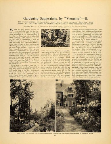 1910 Article Garden Landscape White Phlox Path Anemones - ORIGINAL GM1