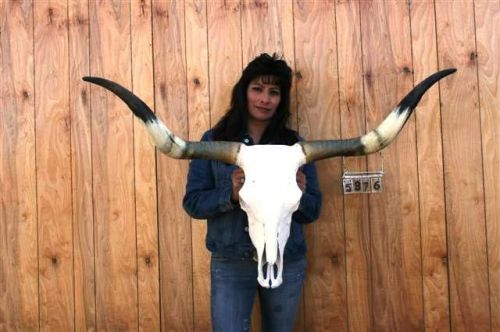 Steer skull rustic long  horns 3&#039; 11&#034; cow  horn h5876 for sale