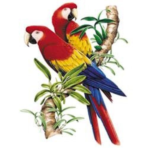 Scarlet Macaw Parrot HEAT PRESS TRANSFER for T Shirt Tote Sweatshirt Fabric 208b
