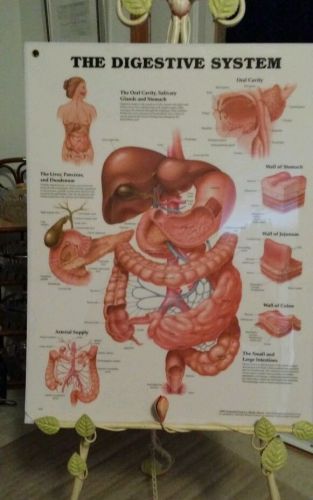 The Digestive System VTG Heavy Laminated  Chart Anatomical Chart Company 1995