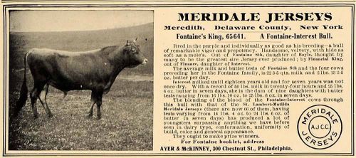 1907 ad meridale jerseys ayer mckinney fontaine&#039;s cows - original cl4 for sale