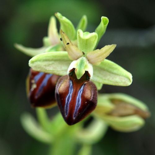 Fresh Genuine Ophrys &#034;cephalonica&#034; (Bee Orchid)-(20+ Premium Seeds) WOW, L@@K!!