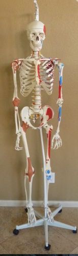 3B Scientific Full Sized Plastic Human Skeleton A13/1 73.2&#034; tall Made in Germany