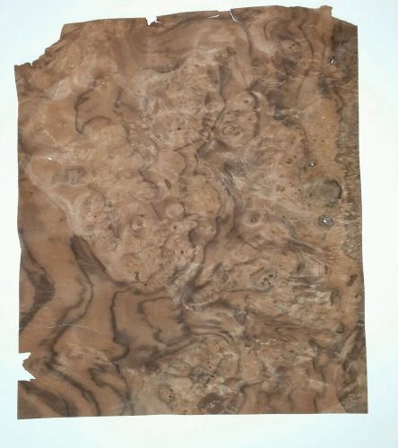 1 piece of buckled Walnut Burl raw wood veneer 14&#034; x 12 1/16&#034; each