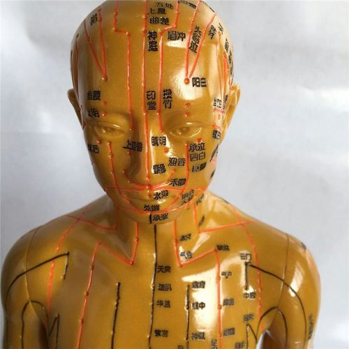 Model Meridian The human body acupuncture point model AIDS engraved in TCM 60CM