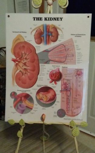 The Kidney  Vintage Heavy Laminated  Chart Anatomical Chart Company 1995