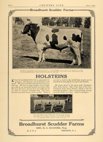 1924 ad broadhurst scudder farm cow king waldorf sylvia - original cl4 for sale