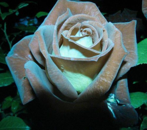 Fresh Rare Chocolate Mint Rose(10 Seeds) Beautiful Striped Roses..Hardy.WOW