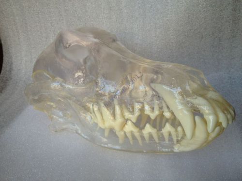 HS canine skull jaw teeth study model clear veterinary anatomy dog display educa