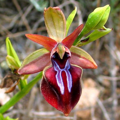 Fresh Genuine Ophrys &#034;mammosa&#034; (Bee Orchid)-(20+ Premium Seeds) WOW, L@@K!!!!!