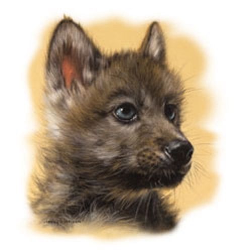 Wolf Cub HEAT PRESS TRANSFER for T Shirt Tote Bag Sweatshirt Fabric Wolves 224d