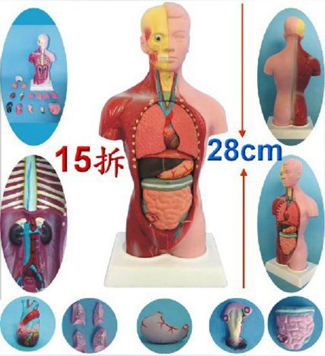 Model Anatomy of the human gut model The trunk with internal Medical aid bone