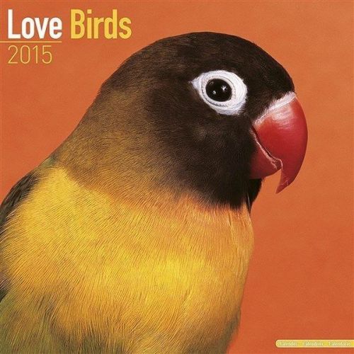 NEW 2015 Love Birds Wall Calendar by Avonside- Free Priority Shipping!