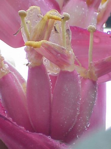Musa velutina - Pink Banana - Fresh Seeds