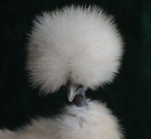 10+  SILKIE SHOW GIRL HATCHING EGGS, MUST SEE RARE NEW COLORS NPIP