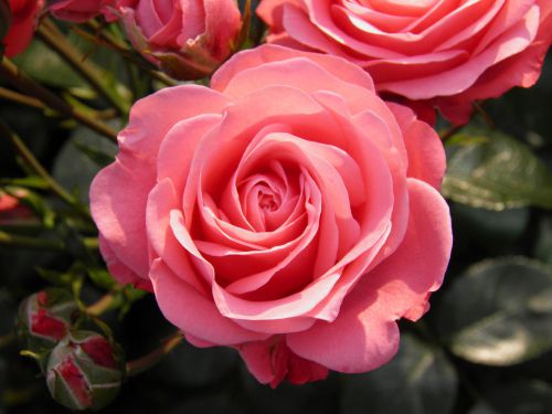Fresh rare &#034;large pink&#034; rose (10 seeds) beautiful roses, winter hardy, wow, l@@k for sale