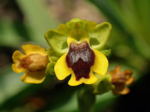 Fresh Genuine Ophrys &#034;lutea&#034; (Bee Orchid)-(20+ Premium Seeds) WOW, L@@K!!!!