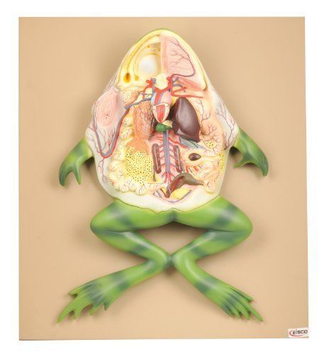 New eisco plastic frog internal organ model for sale