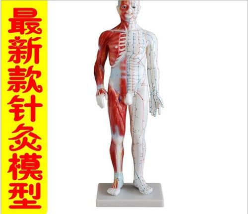 Model Meridian human body model Attached to the musculoskeletal motioned 60 cm