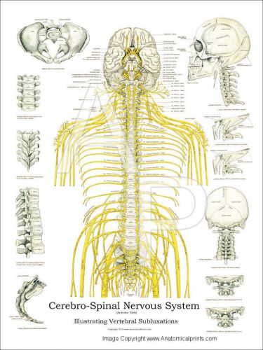 Spinal Nerves and Subluxations Poster 18&#034; X 24&#034; Chiropractic Wall Chart