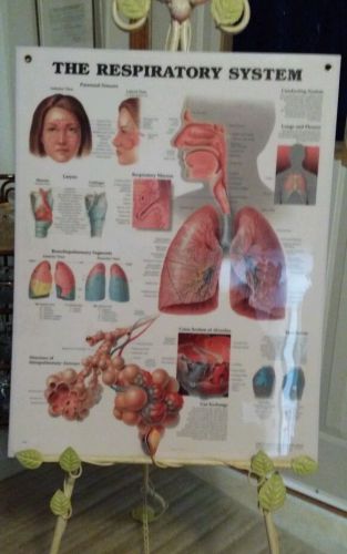 The Respiratory System Heavy Laminated  Chart Anatomical Chart Company 1997