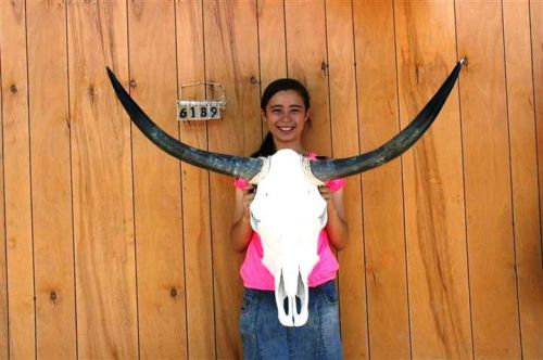 Steer skull long horns 3&#039; 8&#034; cow bull skulls horn h6189 for sale