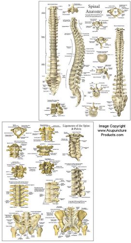 Spinal Anatomy Reference Chiropractic Chart 8.5 X 11