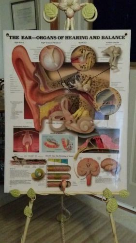 The Ear- Organs of Hearing and Balance  Chart Anatomical Chart Company 1993 1997