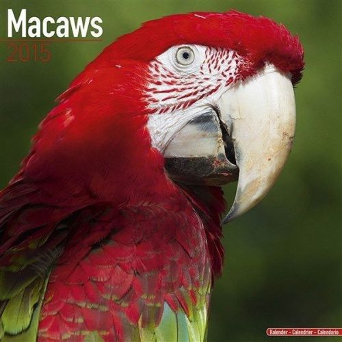 NEW 2015 Macaws Wall Calendar by Avonside- Free Priority Shipping!