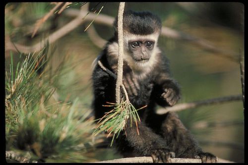 COREL STOCK PHOTO CD Apes (Monkeys)