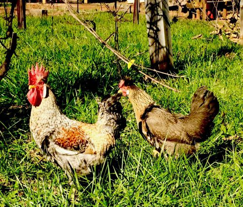 8+ Cream Legbar Hatching Eggs 2nd Time Offering!! NPIP Imported &amp; Greenfire