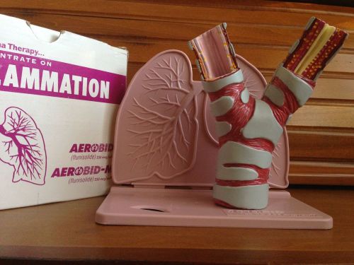 Anatomical Model-Lung-Bronchial Tract-Asthma-COPD-Aerobid pharma promo