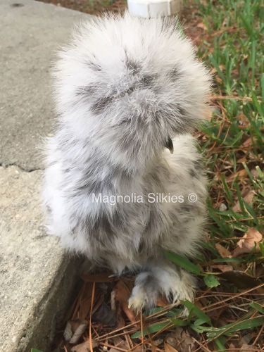 12 Blue And Splash Bearded Silkie Hatching Eggs - Show/Breeder Quality Stock