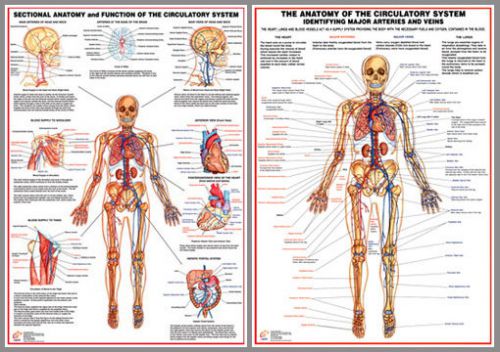 Anatomy of the circulatory system professional fitness wall charts 2 poster set for sale
