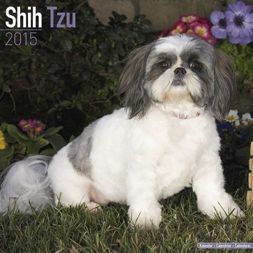NEW 2015 Shih Tzu Wall Calendar by Avonside- Free Priority Shipping!