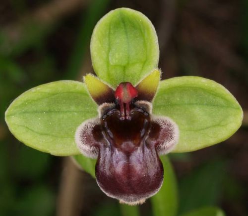 Fresh Premium Ophrys &#034;bombyliflora&#034; (Bee Orchid)-(10+ Seeds) WOW,L@@K!!!!!!
