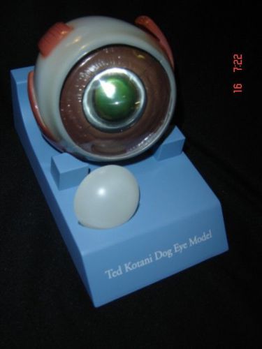 Canine Eye Anatomical Model Veterinary Anatomy Ted Kotani Dog LFA #2512