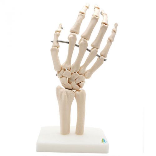 Human Hand Joint Anatomical Skeleton Model Science Health Anatomy Life