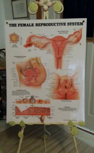 The Female Reproductive System laminated Chart Anatomical Chart Company 1991