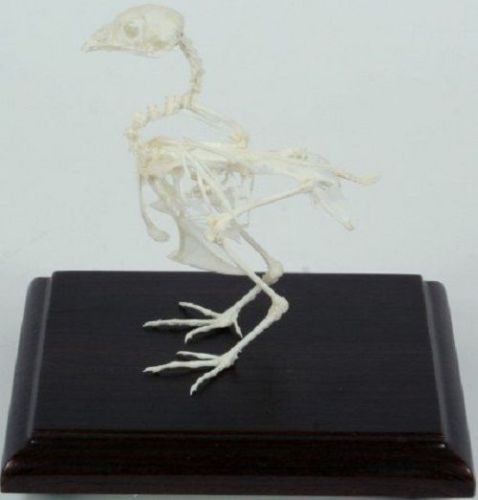 Bobwhite Quail Skeleton Specimen Articulated on Wood Base w/ Acrylic Cover