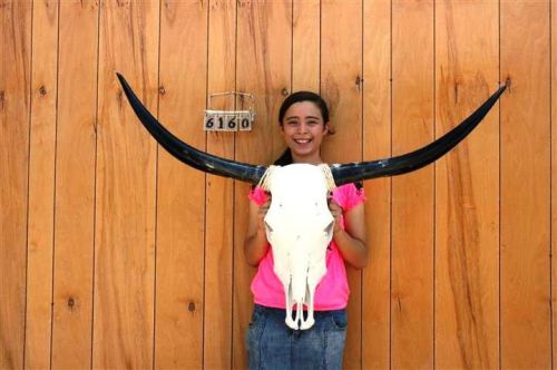 Steer skull long horns 4&#039; 0&#034; cow bull skulls horn h6160 for sale