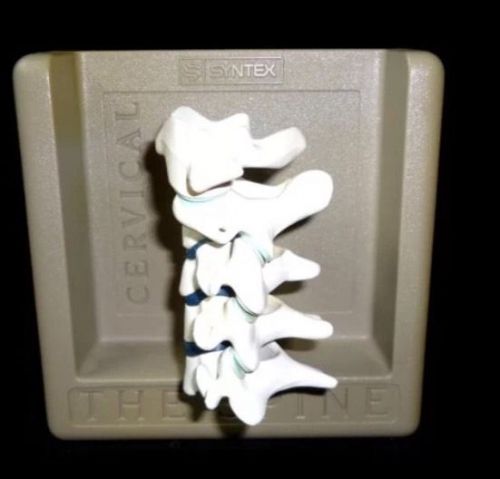 Syntex - Human Cervical Spinal Vertebral Column Anatomical Spine Model FREESHIP