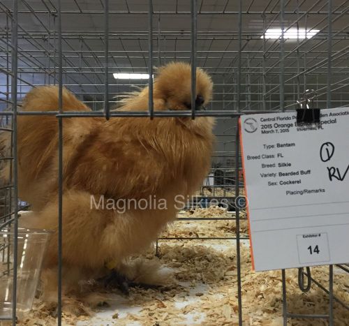 12 Bearded Buff Silkie Hatching Eggs - Show/Breeder Quality Stock
